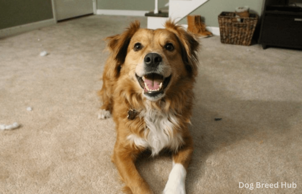 Physical Traits Of The Golden Collie