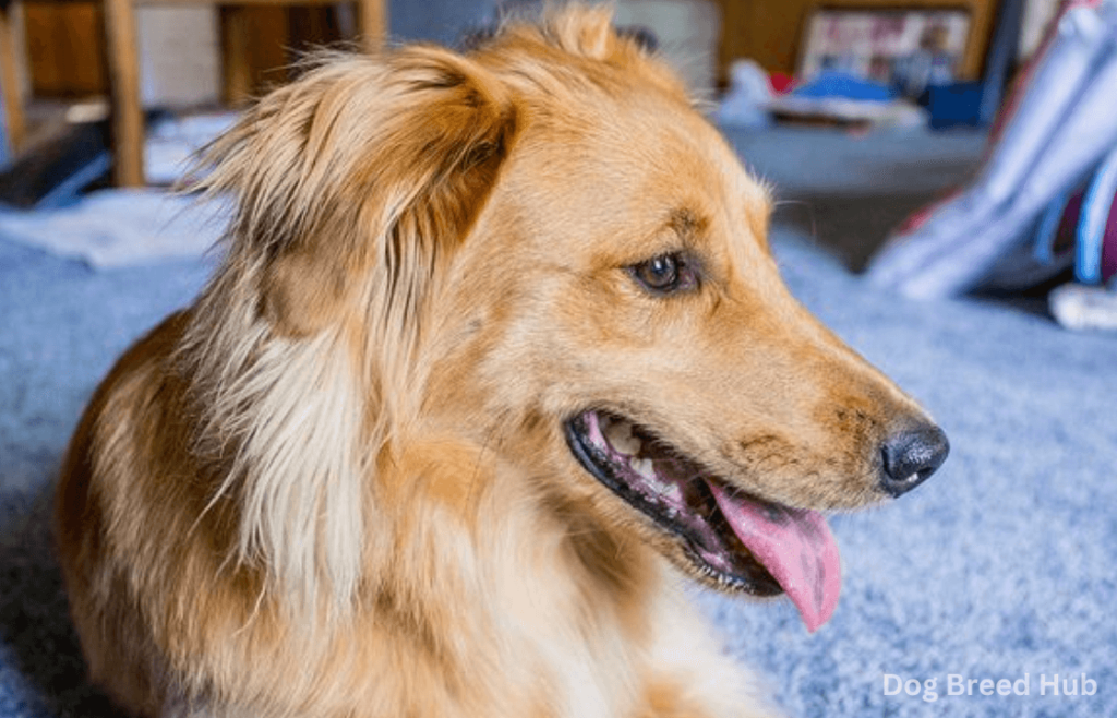 Training Tips For A Border Collie And Golden Retriever Mix