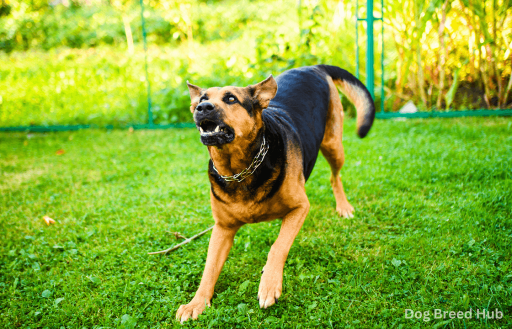 Legal Considerations for Using Pepper Spray on Dogs