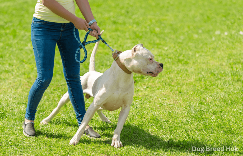 Impact of Pepper Spray on Dog Behavior