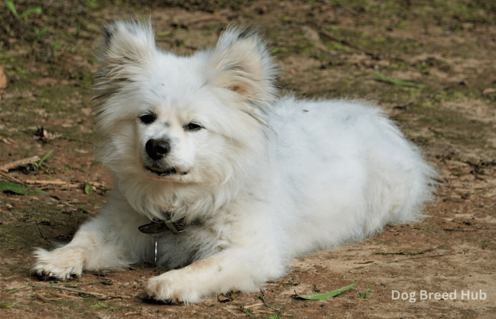 Maltipom