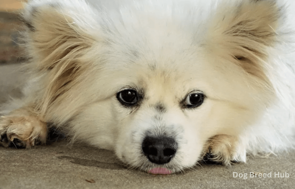 Is the Maltese Pomeranian Dog Right for You