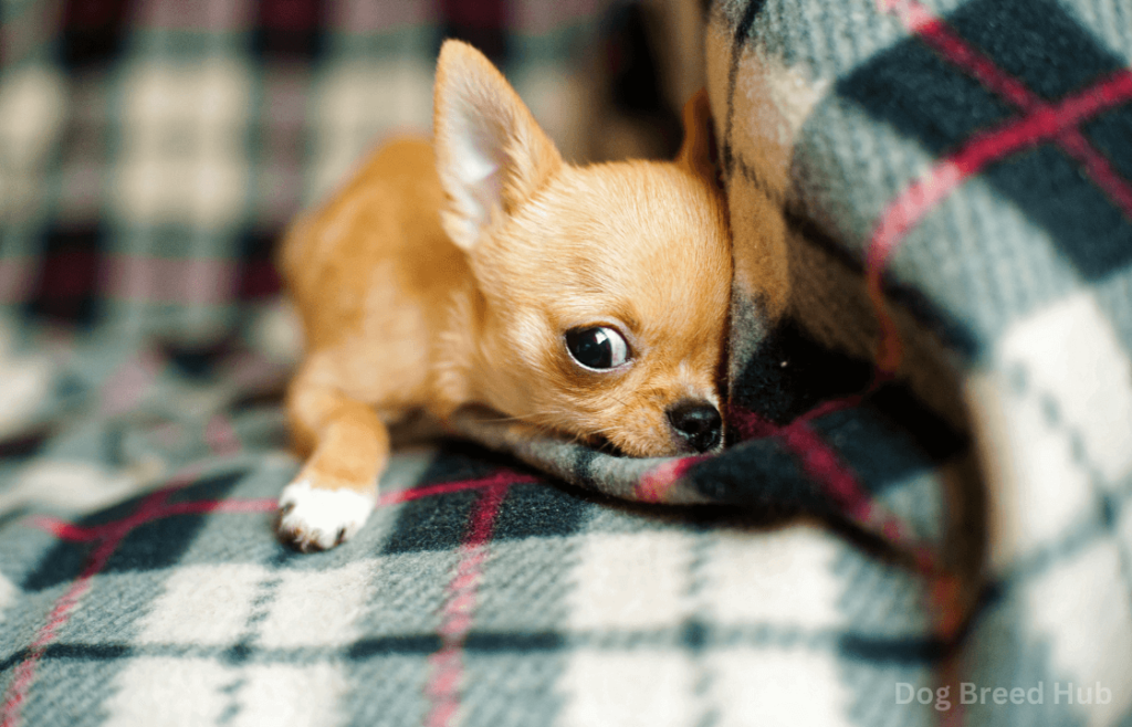 Why Choose a Reputable Chihuahua Breeder Indiana