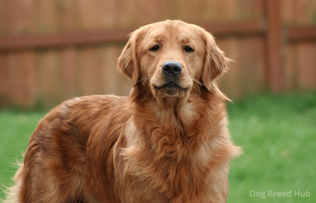 Common Allergy Symptoms Triggered by Golden Retrievers