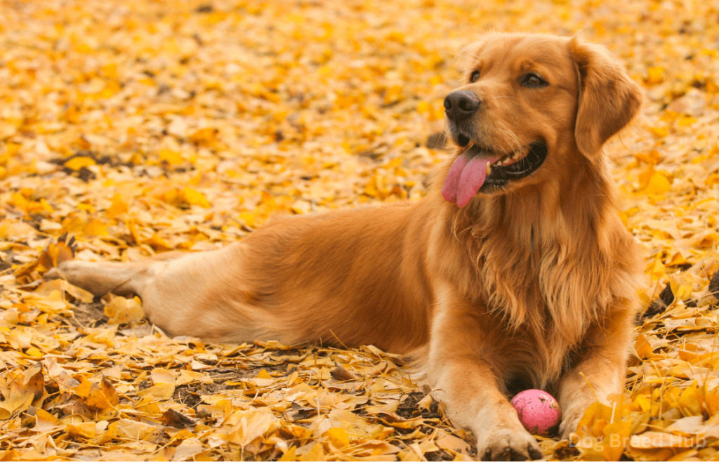Managing Allergies with Golden Retrievers