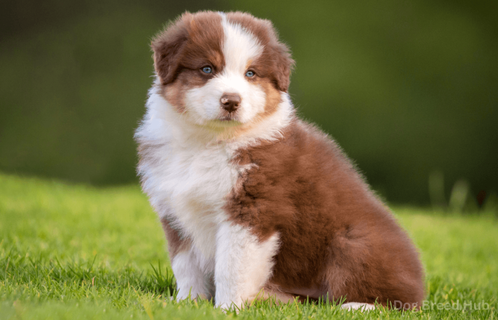 Exploring the Anatomy of Australian Shepherds