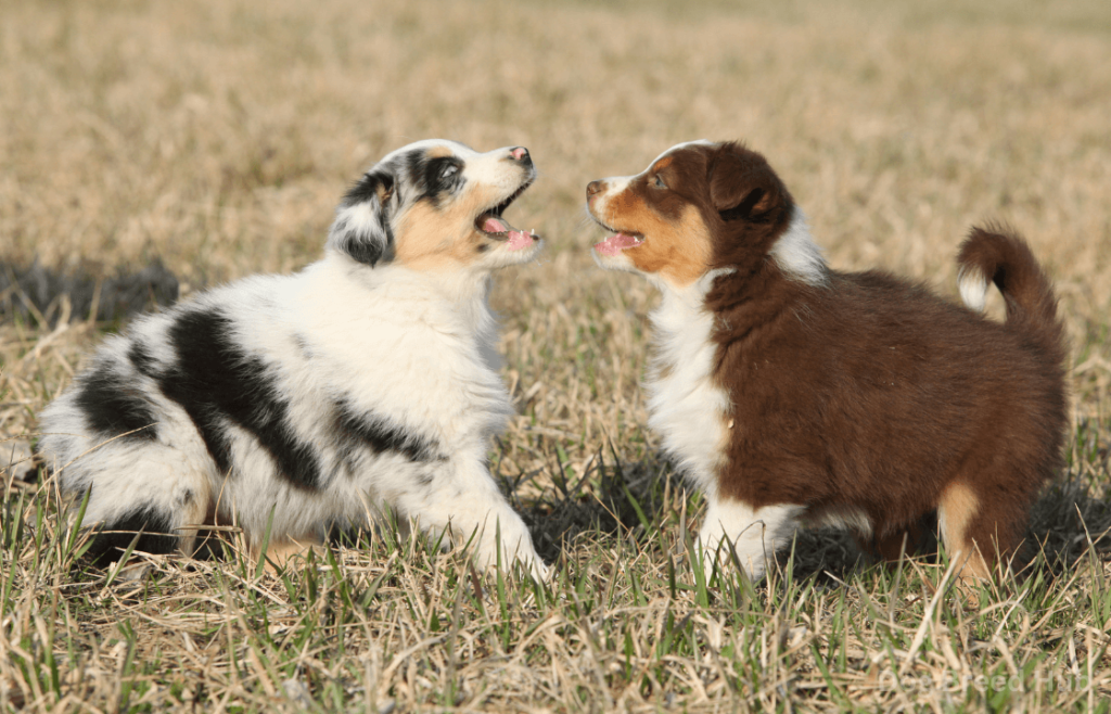 The Cellular Nature of Australian Shepherds