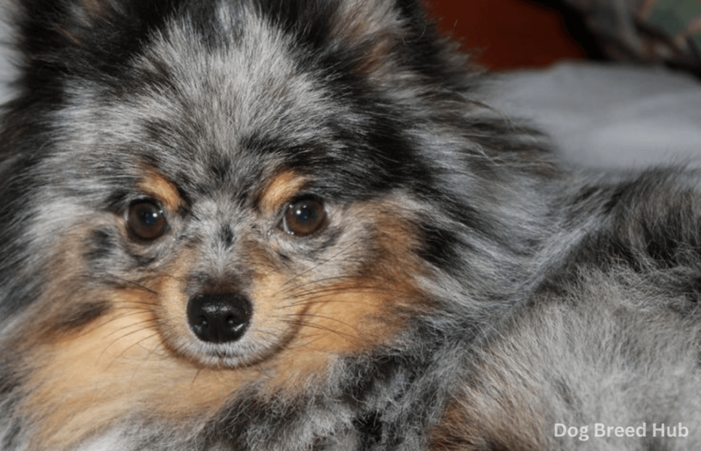 The Unique Appearance of Merle Pomeranians