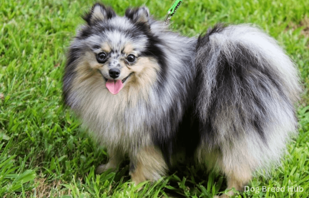 Living with a Merle Pomeranian