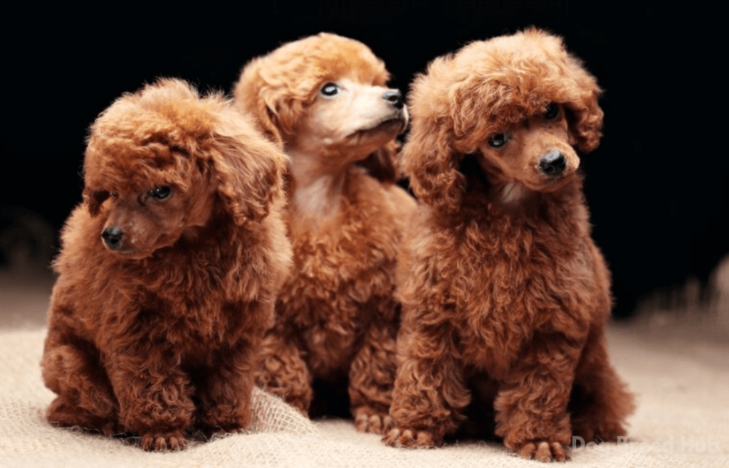 Training Tips for Your Red Standard Poodle