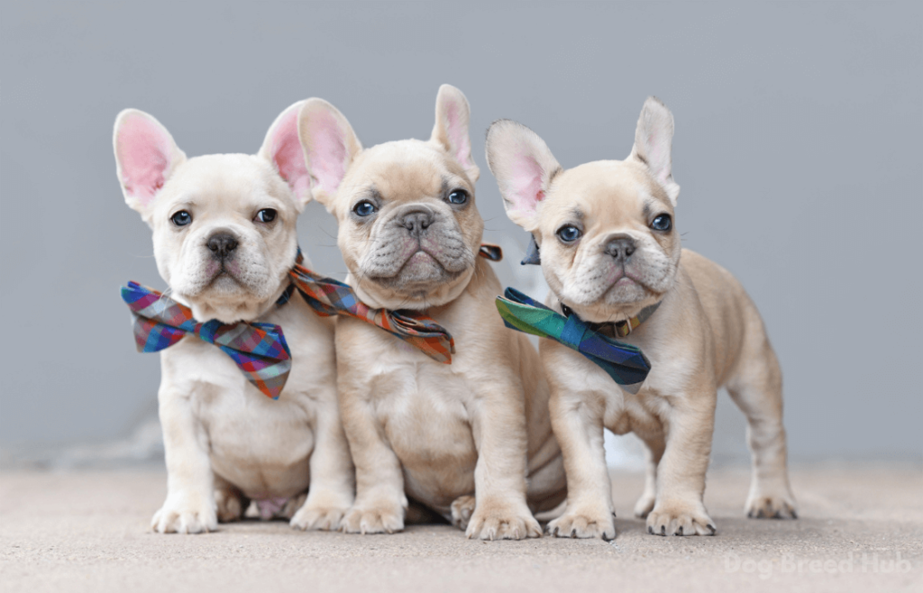 Personal Stories from French Bulldog Owners