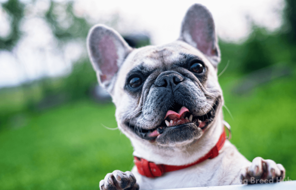 Myths Surrounding French Bulldogs