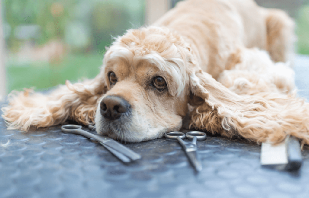 Tools and Products for Managing Shedding