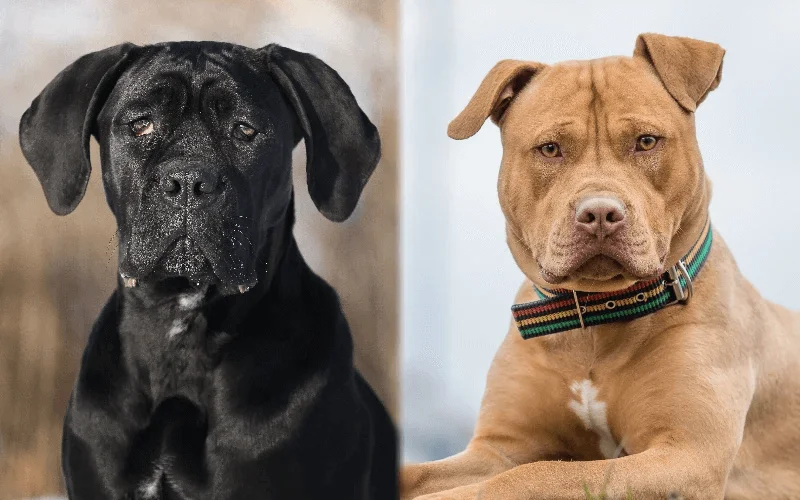 Cane Corso Mix with Pitbull