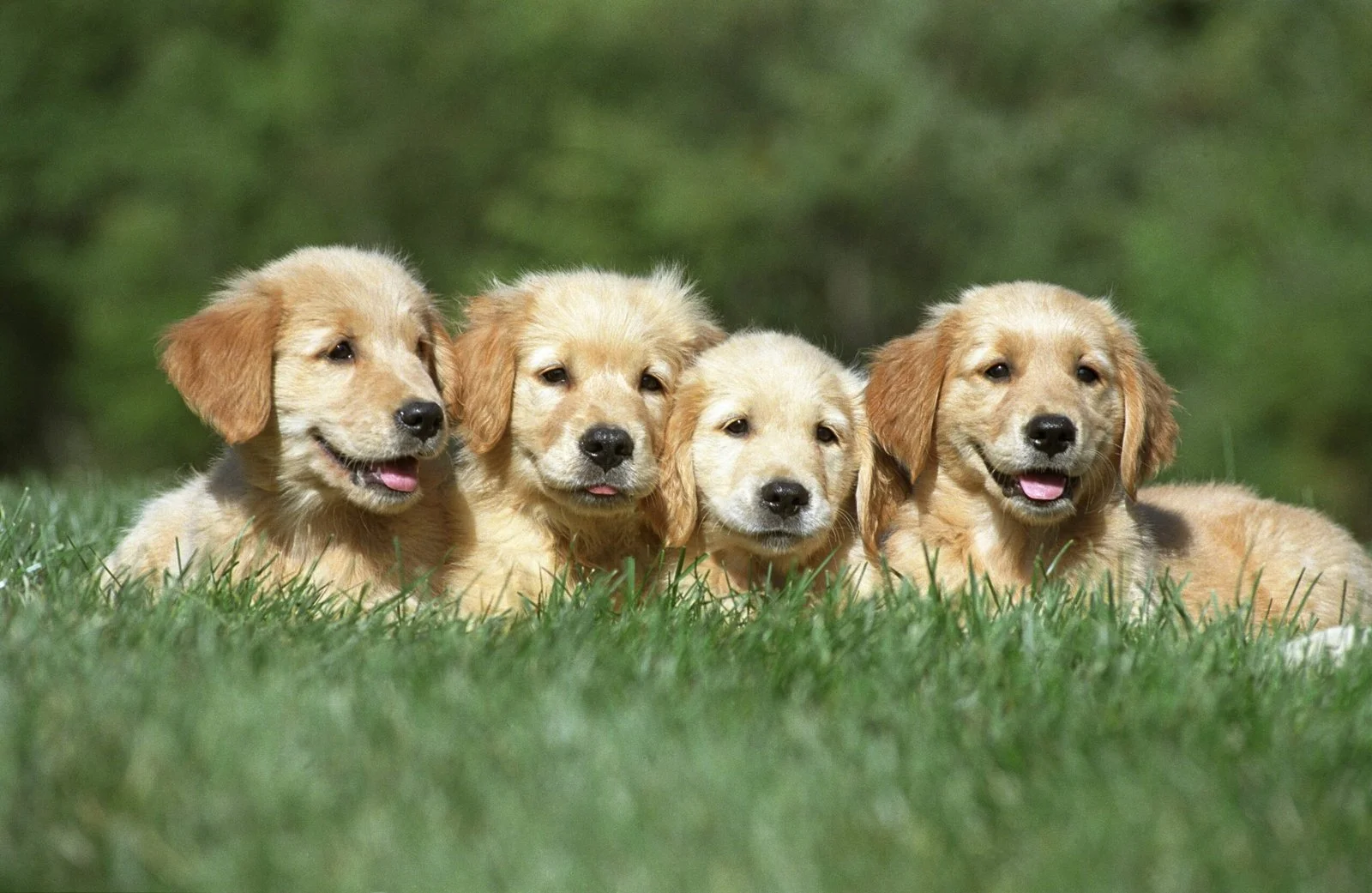 Labrador Retriever Mixes