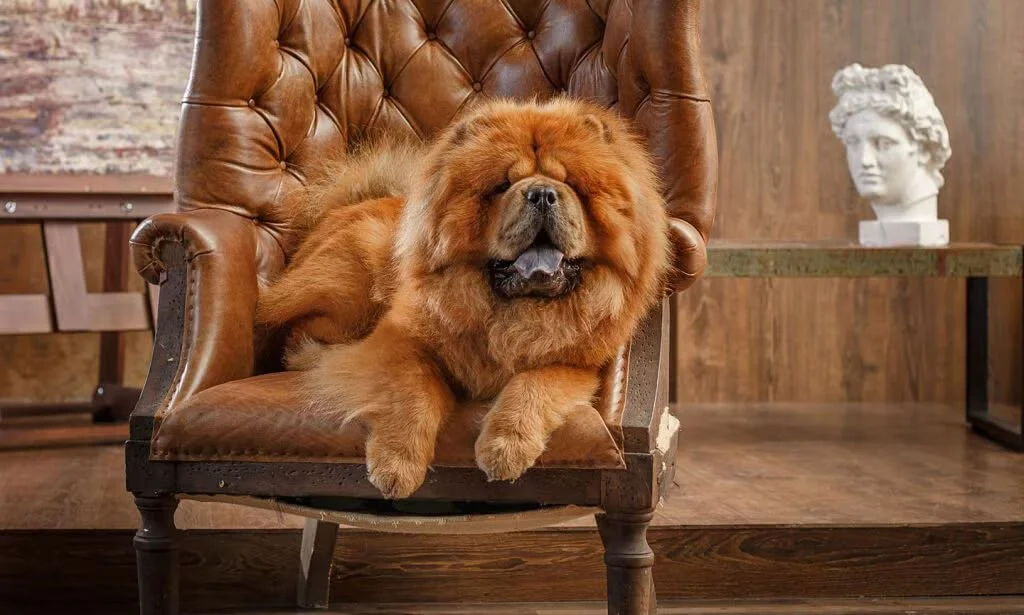 Chow Chow Mix