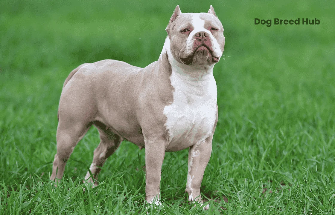 American Bully Colors