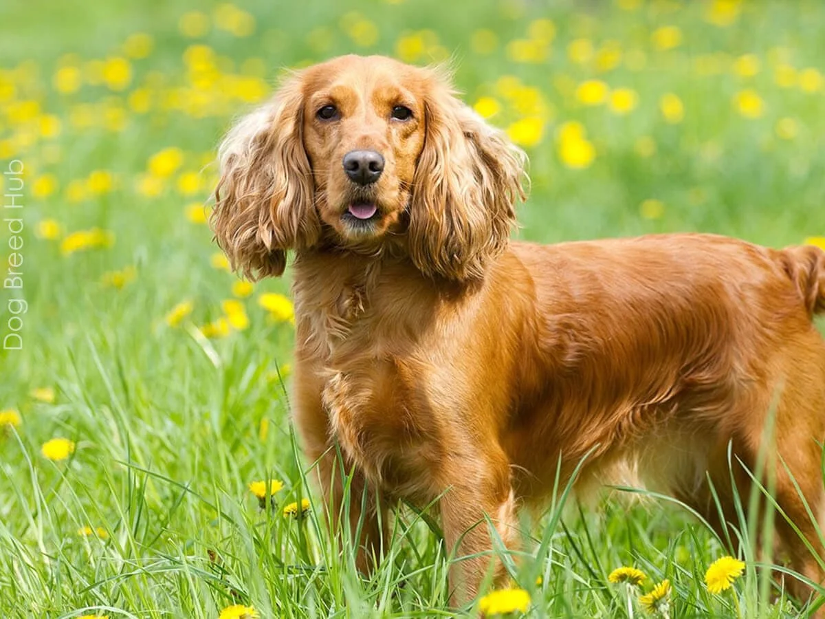 Cocker Spaniel breeders in Ohio
