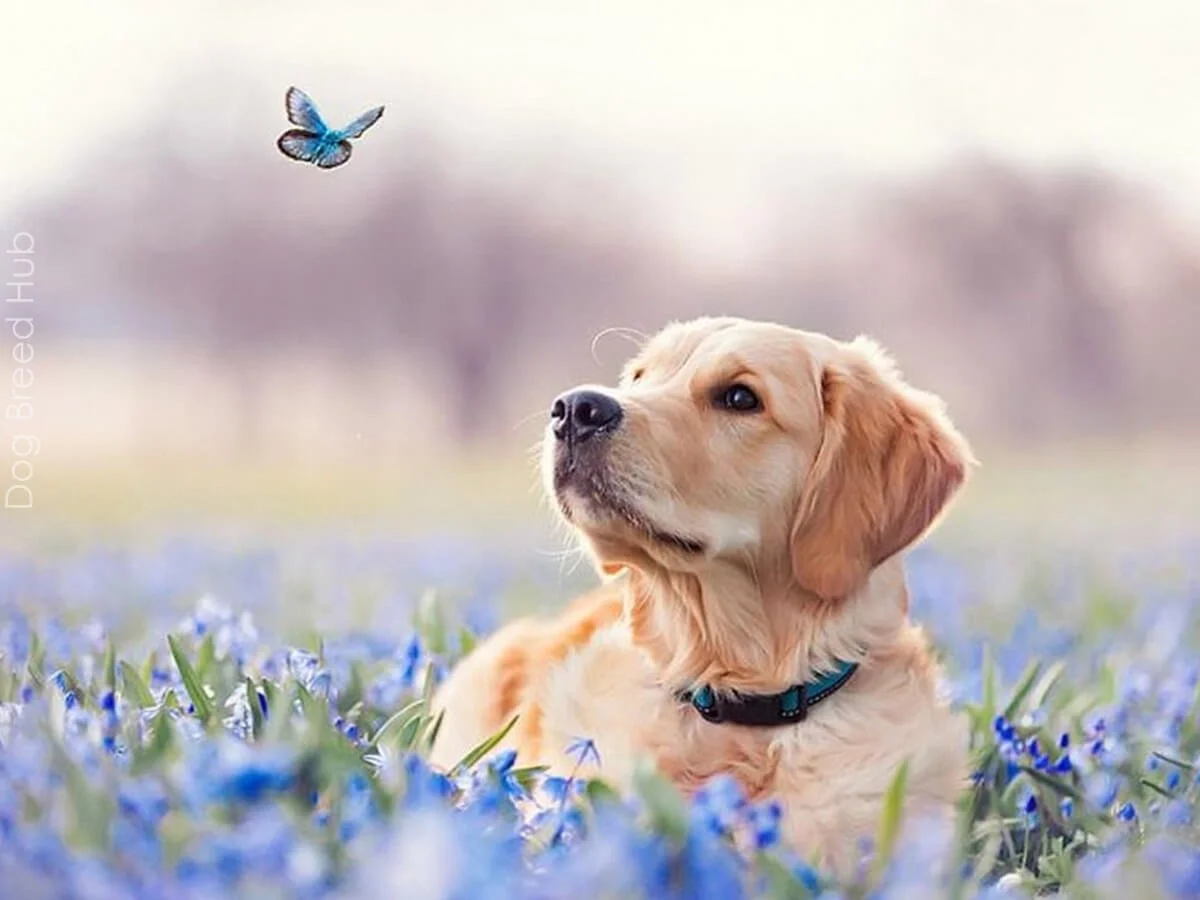 what Colors Do Dogs Like Best