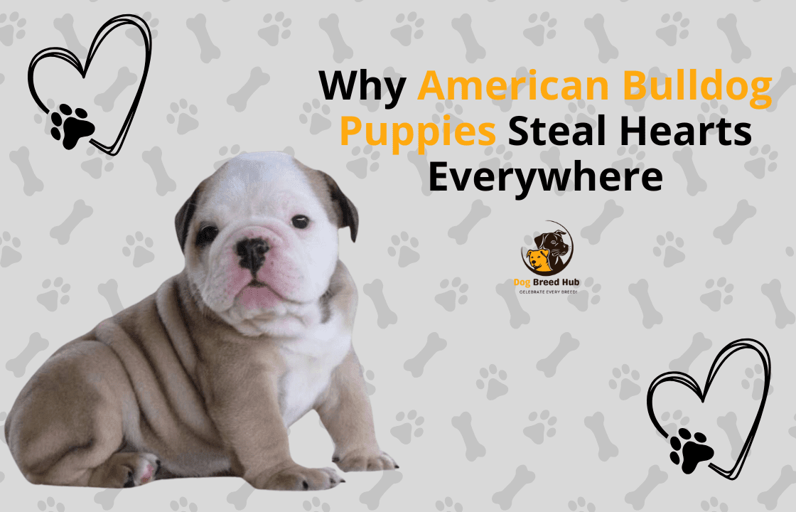 Mini Border Collie Dog Breed A Loyal And Energetic Breed