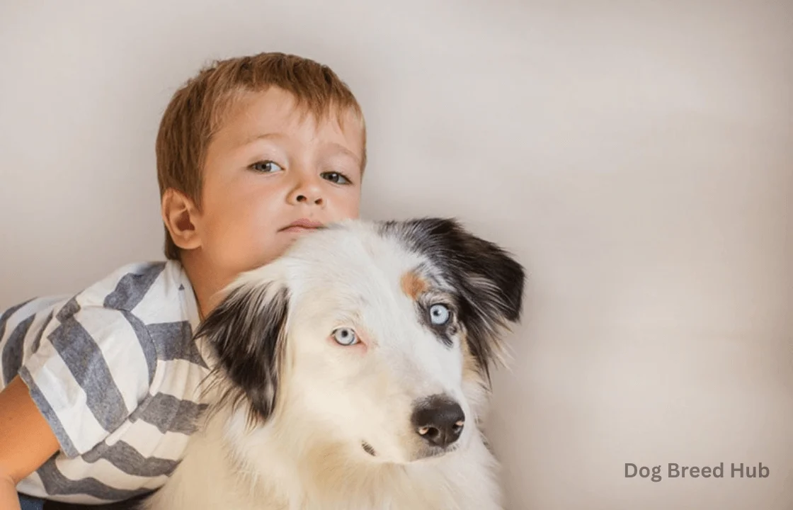 Are Australian Shepherds Safe and Loving with Kids?