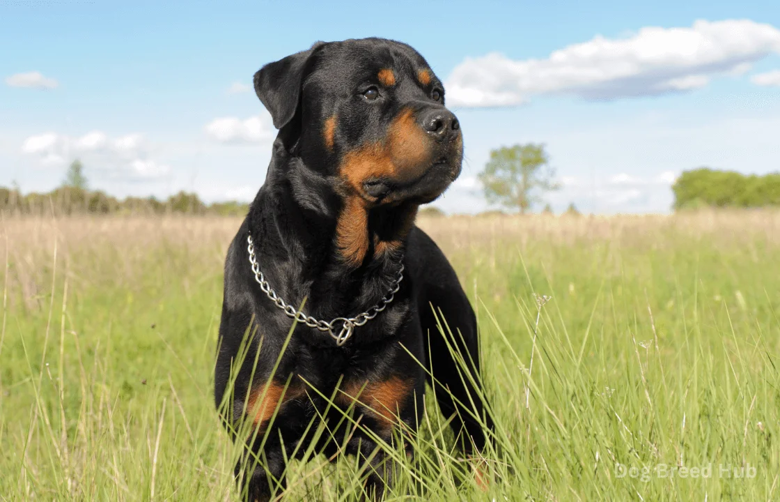Can Rottweilers Be Service Dogs? Myths vs. Reality