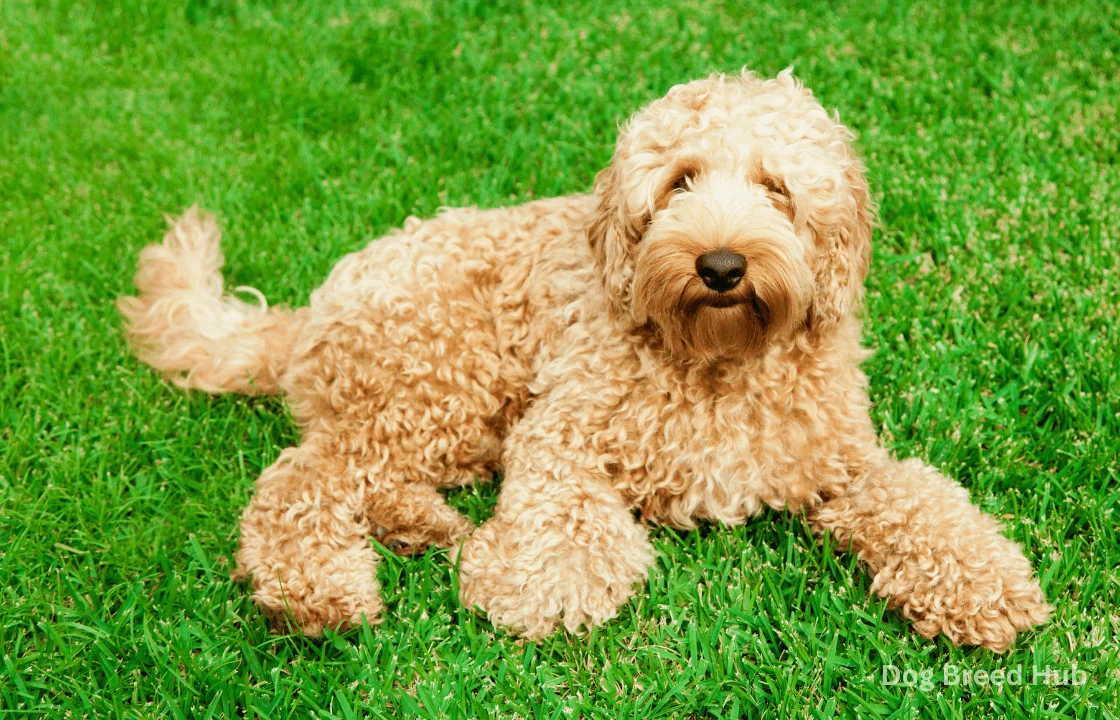 Do Labradoodles Shed Find Out Before You Adopt