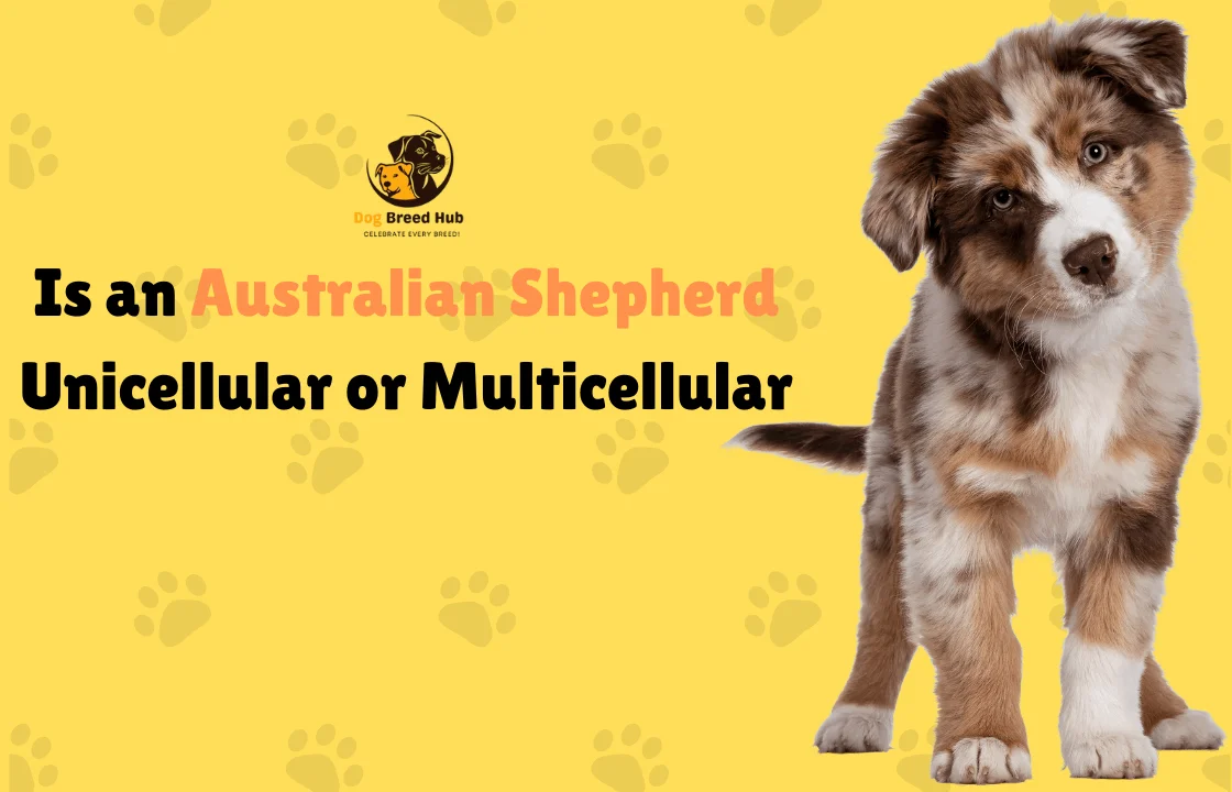 Is an Australian Shepherd Unicellular or Multicellular Explained