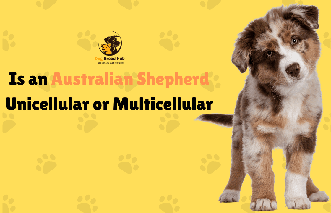 What Colors Do Dogs Like Best The Ultimate Canine Guide what-colors-do-dogs-like-best-the-ultimate-canine-guide